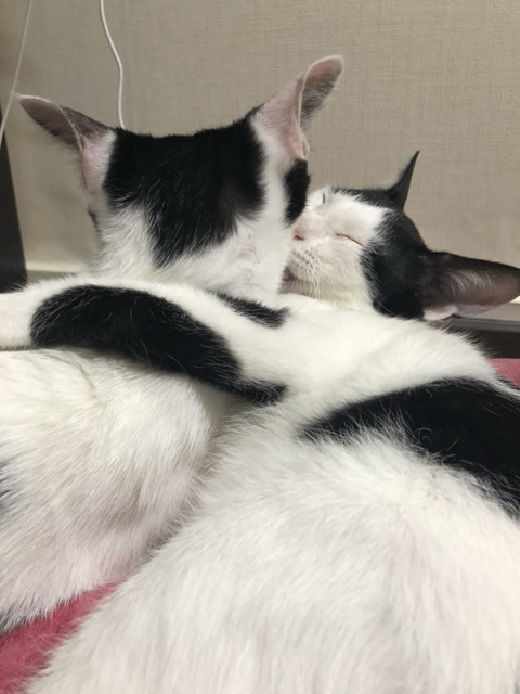 강아지 vs 고양이 | 인스티즈