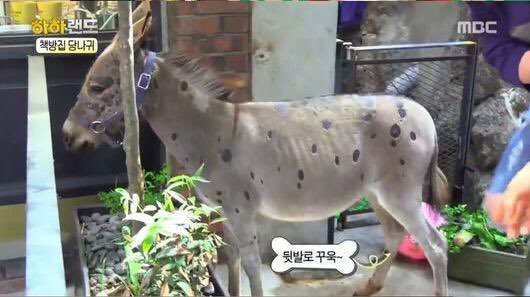 노홍철 진짜 난감이던게 당나귀 키운다고 데려와서 건강 망치고 방송용으로 잘 써먹고 파양한거 | 인스티즈