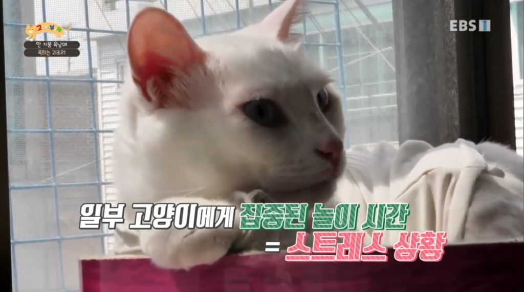 [고부해] 다묘가정의 흔한 실수.jpg | 인스티즈