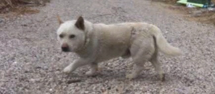 웰시코기와 진돗개가 만나 믹스견이 된다면...? | 인스티즈