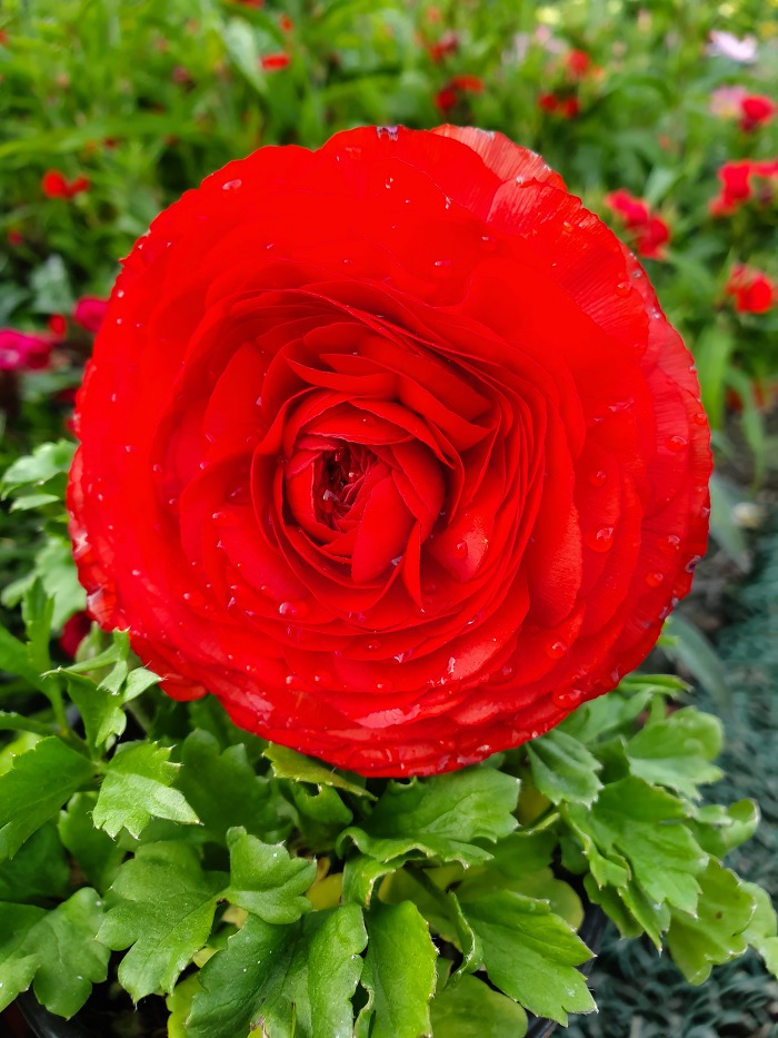 997B4E505CB2B960055EF0