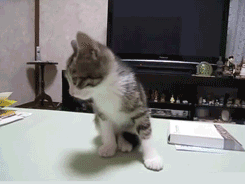 부대차렷!!.gif | 인스티즈