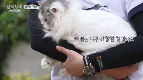 [삼시세끼] 처음 본 잭슨 때문에 놀라서 귱집사 팔 꼬옥 붙드는 고양이 쿵이.gif | 인스티즈