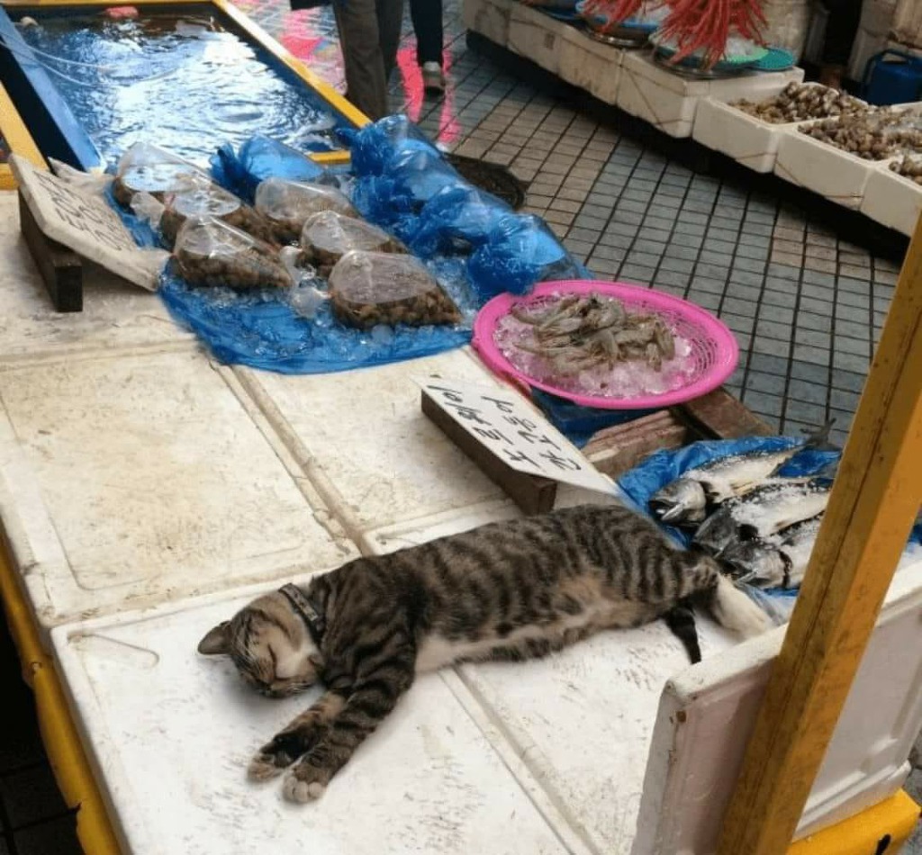 고양이에게 생선 가게 맡기면 안되는 이유.jpg | 인스티즈