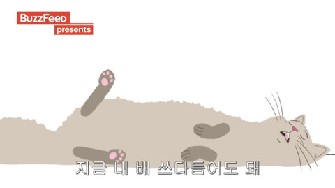 [동물] 고양이의 속마음 | 인스티즈