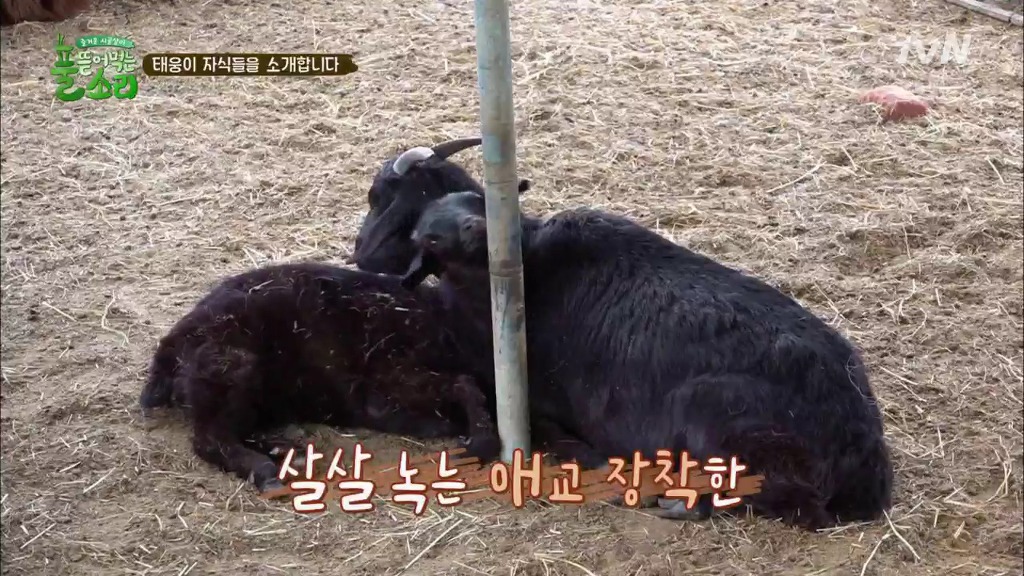 [풀뜯어먹는소리] 닭에서 시작해 소까지 살 수 있게 된 중딩농부 태웅.jpg | 인스티즈