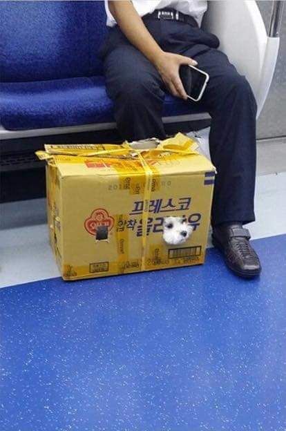 전설의 추석쇠러 가는 댕댕이 | 인스티즈