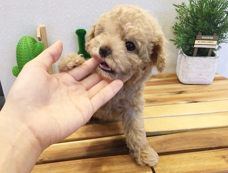 몽글몽글 이미지