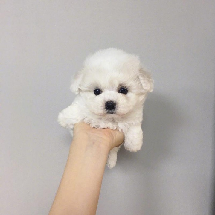 한 손에 잡히는 귀여운 멍멍이들.jpg | 인스티즈
