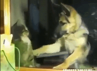 고양이 강도테스트.gif | 인스티즈