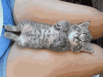 잠자는 새끼 냥이.gif | 인스티즈