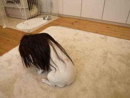 개한테 가발을 씌웠더니 | 인스티즈