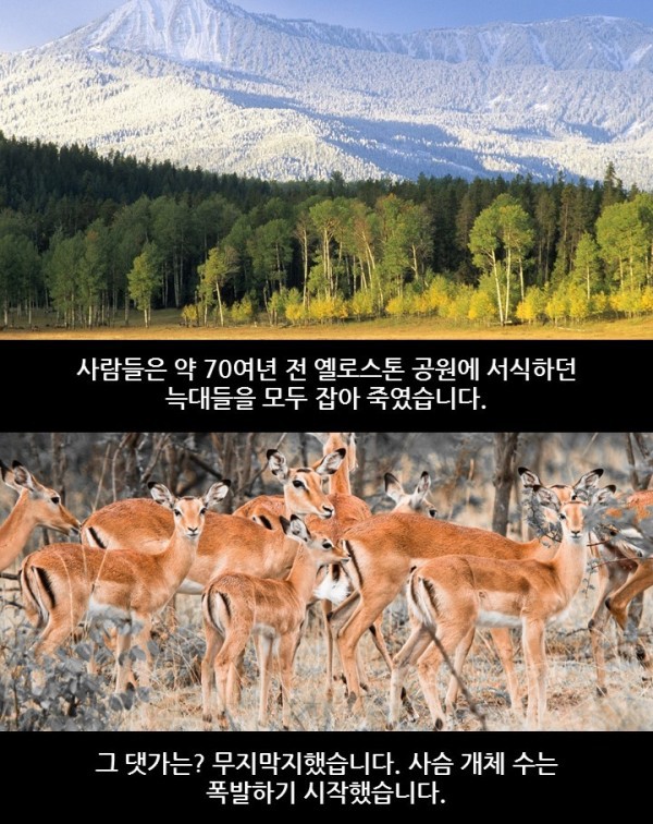 늑대가 생태계에 미치는 영향 | 인스티즈
