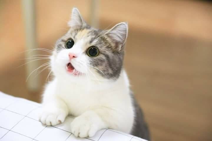 냥냥이 짱덕 배틀 : 당신의 취향은? | 인스티즈