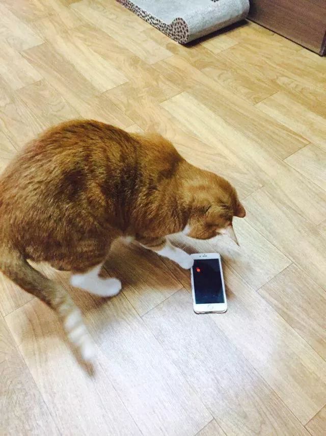 고양이 집사들이 좋아할만한 어플 | 인스티즈