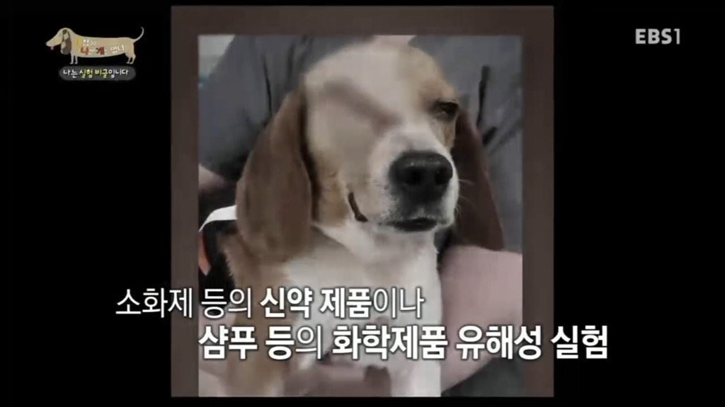 실험 비글을 아십니까? 동물실험에서 가장 많이 사용되는 견종.jpg (맴찢주의) | 인스티즈