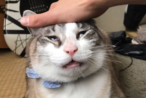 망한 고양이 사진대회 | 인스티즈