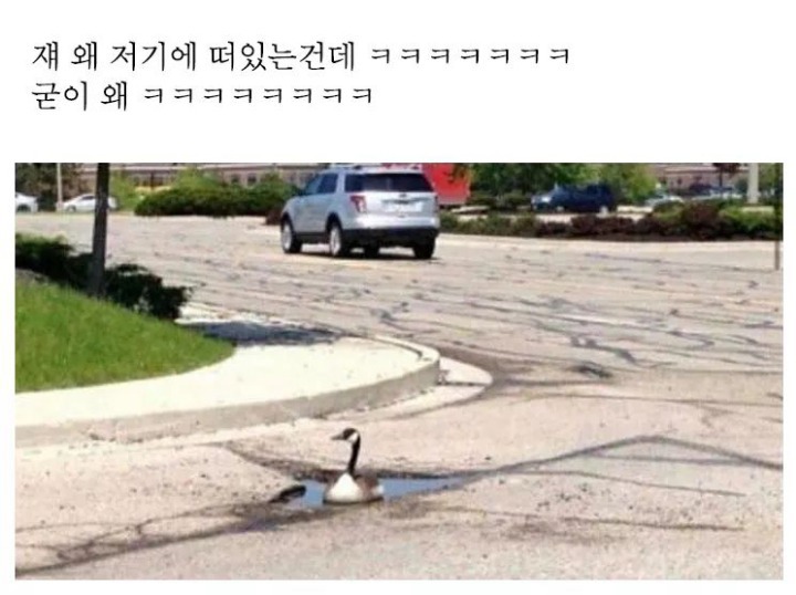 의외의 장소에 떠있는 오리.jpg | 인스티즈