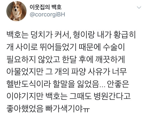 댕댕이의 고정픽은 동물병원 원장님 | 인스티즈