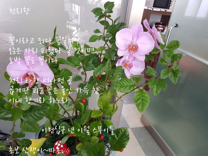 꽃;스무이틀 이미지