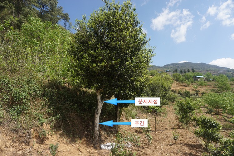 죽로재 이미지