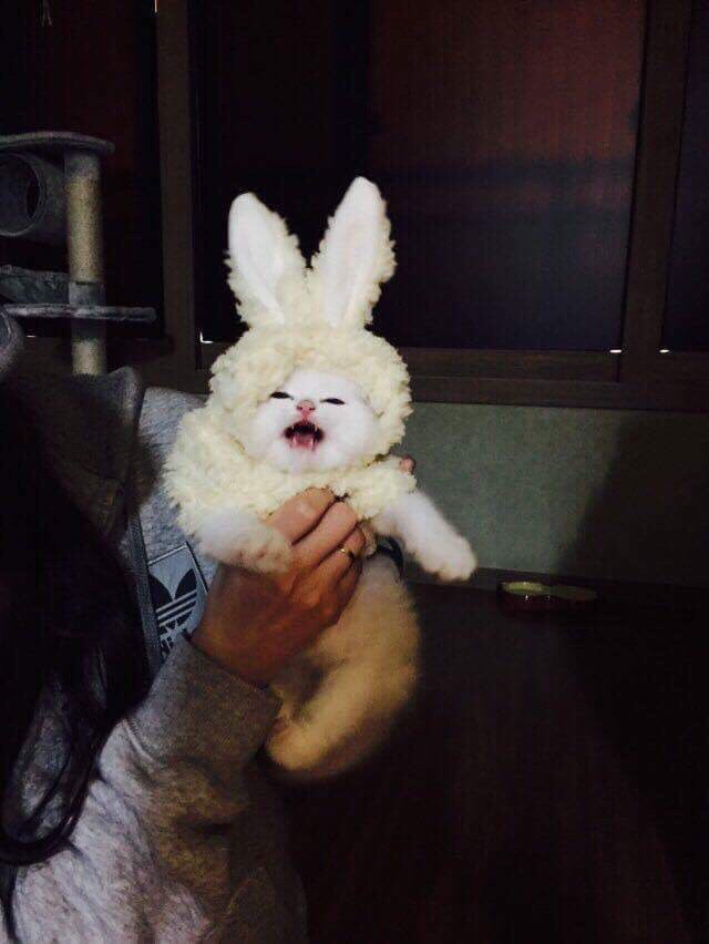 고냉이 키우는사람들이 한번은 들어본말들 | 인스티즈