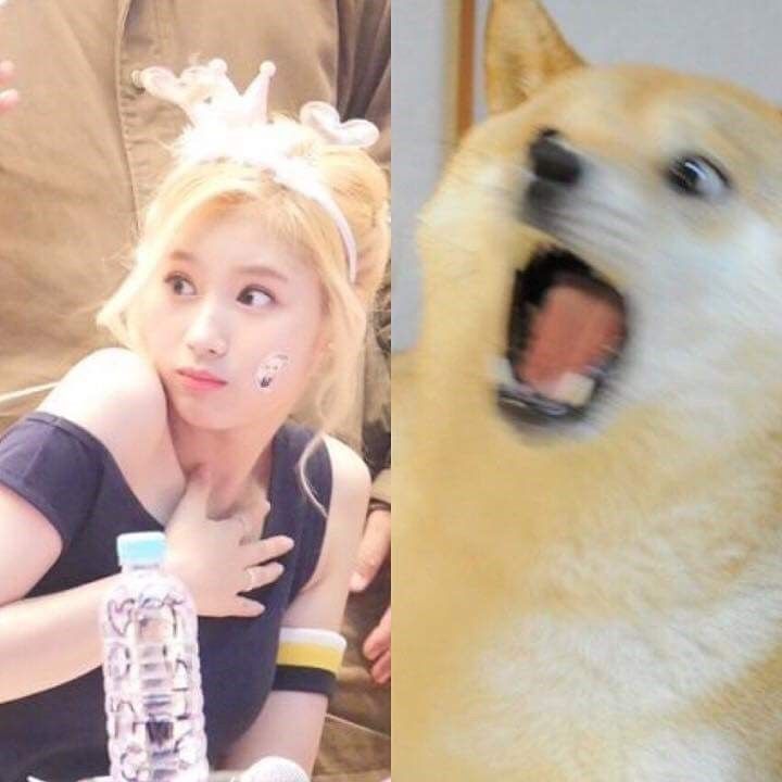댕댕이닮은 사나 모음 | 인스티즈