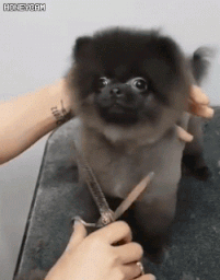 리듬타는 댕댕이.GIF | 인스티즈