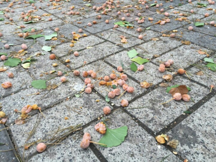 길거리에서 가을이 왔음을 느끼는 순간 | 인스티즈