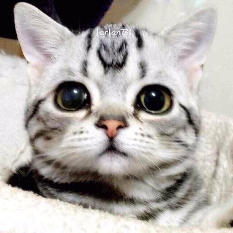 금방이라도 울 것 같은 울상 고양이 루후😿 | 인스티즈