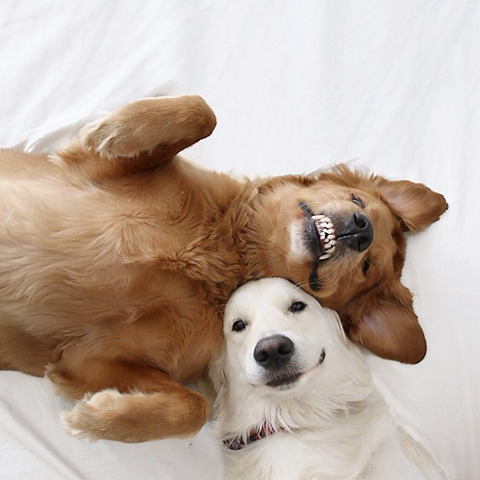 댕댕이 두마리와 고양이 한마리가 동거하는 이야기.jpg | 인스티즈