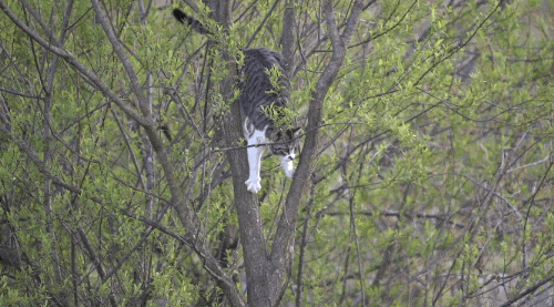 haha ha네 삼색이네 가족은 자기들끼리 노는게 제일 행복하고 재미있어 보임 | 인스티즈