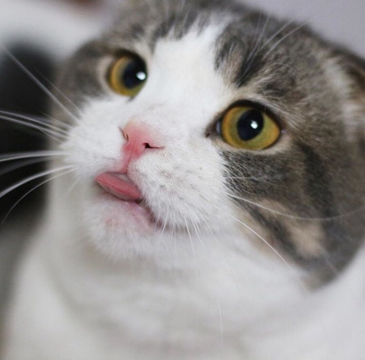 뚱뚱이 아니야. 통통이야옹 | 인스티즈