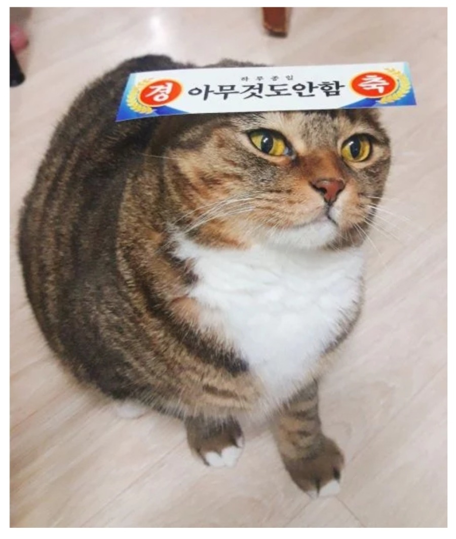 주인한테 칭찬받은 고양이 | 인스티즈