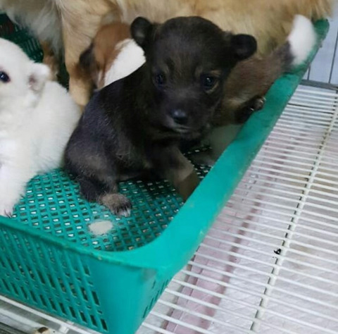 태어난지 얼마 안 된 새끼들과 어미견들이 많은 밀양보호소의 아이들을 구해주세요. 도와주세요 | 인스티즈