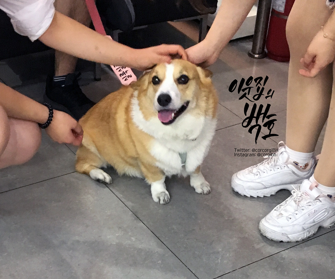 어느 댕댕이의 리드줄 문구.jpg | 인스티즈