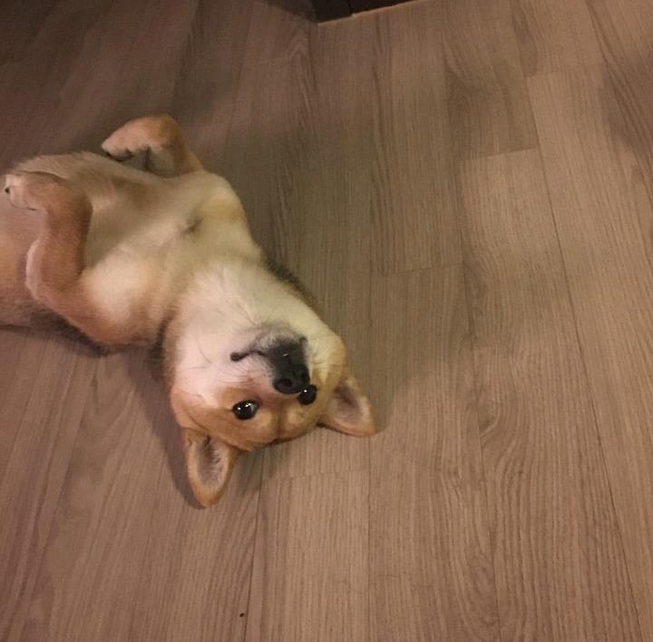 정유미와 시바견 탁구 | 인스티즈