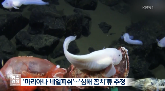일본의 심해어 촬영 세계 신기록 | 인스티즈