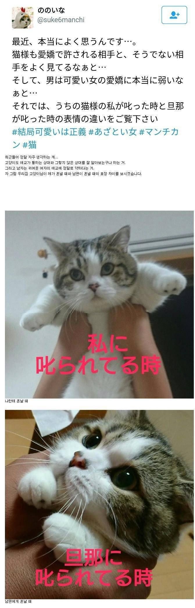 냥이의 애교차별 | 인스티즈