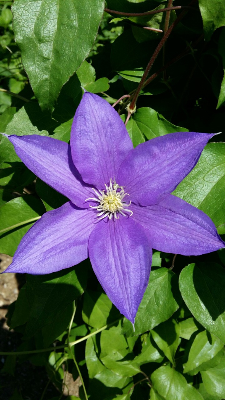 고아요 이미지