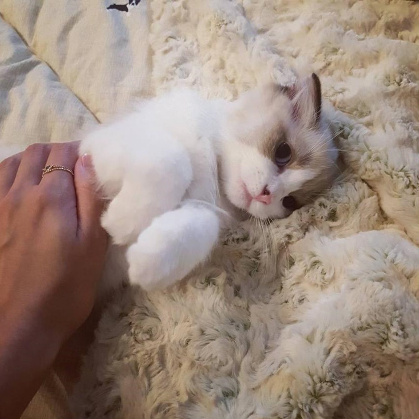 걸스데이 소진이 기르는 고양이 룽지 | 인스티즈