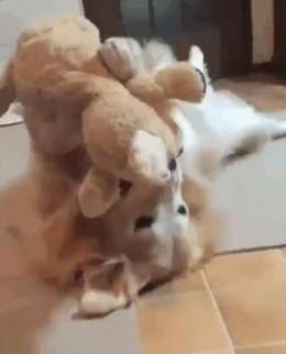 최애인형을 껴안고 행복해하는 강아지.gif | 인스티즈