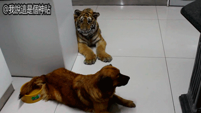 호기심 많은 새끼 호랑이.gif | 인스티즈