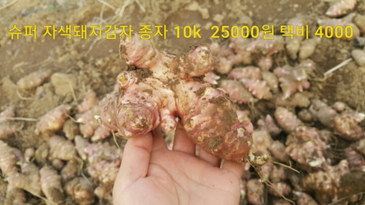 돼지슈퍼 이미지